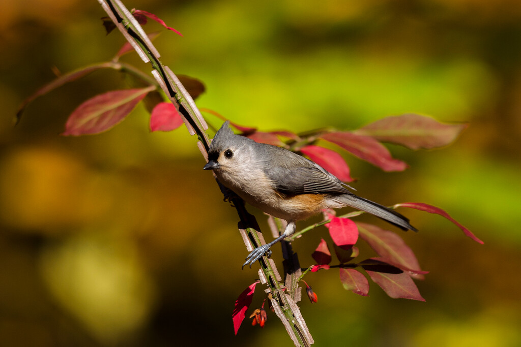 Titmouse in Autumn by berelaxed