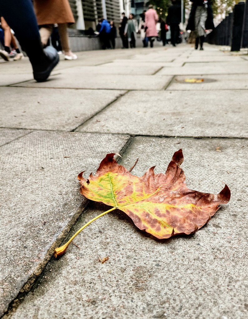 Autumn on the streets  by boxplayer