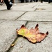 Autumn on the streets  by boxplayer