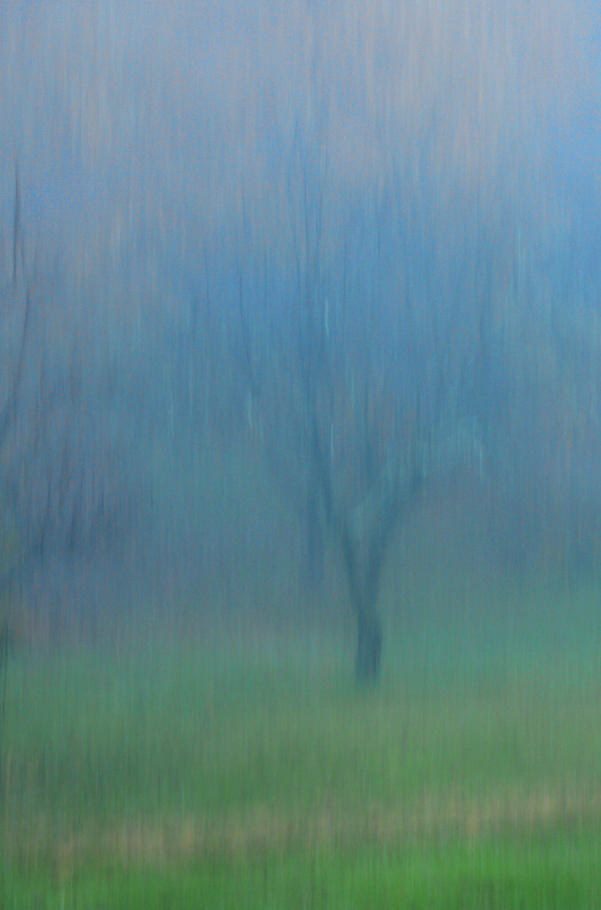 morning fog by francoise