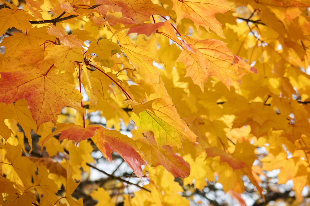 Beautiful fall colours by kiwichick