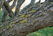 3rd Nov 2022 - Lichens on a branch