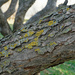 Lichens on a branch by larrysphotos