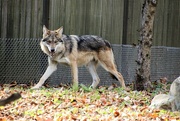 28th Oct 2022 - Wolf Pup Growing Up