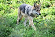 29th Oct 2022 - Wolf Pup