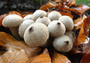 4th Nov 2022 - Puffball Fungi