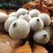 Puffball Fungi by judithdeacon