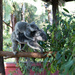 Koala Cuteness by sugarmuser
