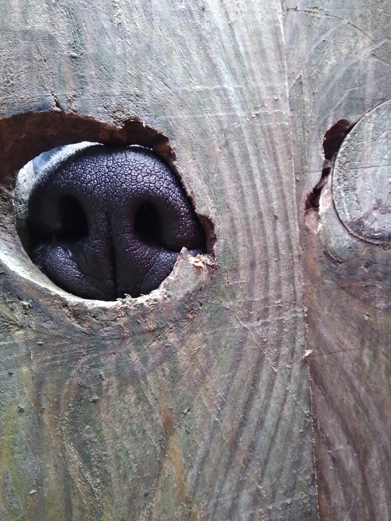 Nosy Neighbour by redandwhite