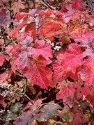 3rd Nov 2022 - Oak Leaf Hydrangea 