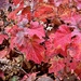 Oak Leaf Hydrangea  by calm