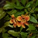 Unidentified flower by sandlily