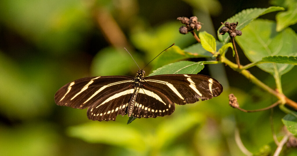 Zebrawing !Butterfly by rickster549