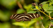 3rd Nov 2022 - Zebrawing !Butterfly