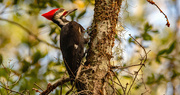 3rd Nov 2022 - Pileated Woodpecker!