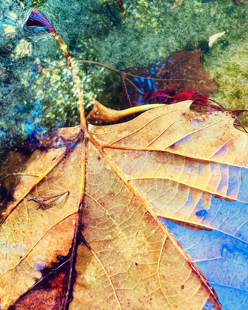 Leaves in the bird bath by shookchung