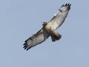 3rd Nov 2022 - red-tailed hawk