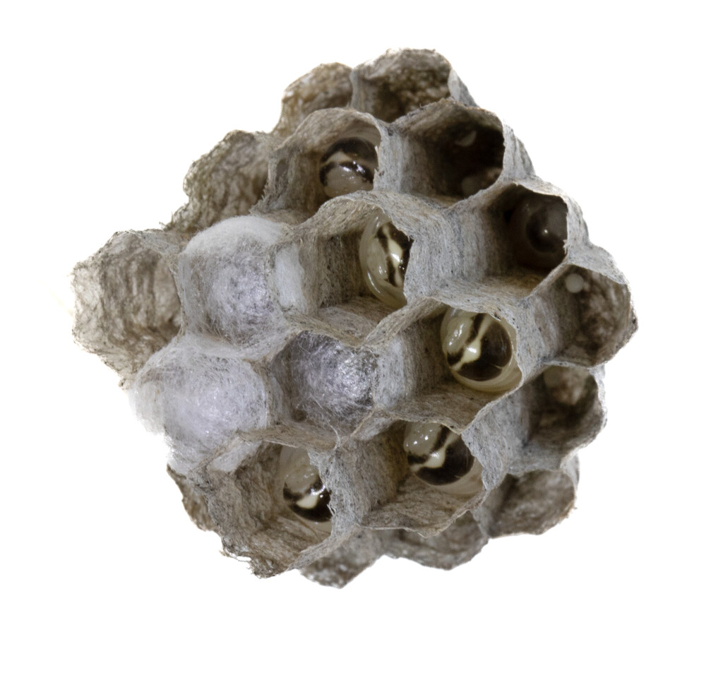 Paper wasp nest by bugsy365