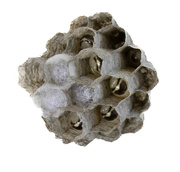 4th Nov 2022 - Paper wasp nest