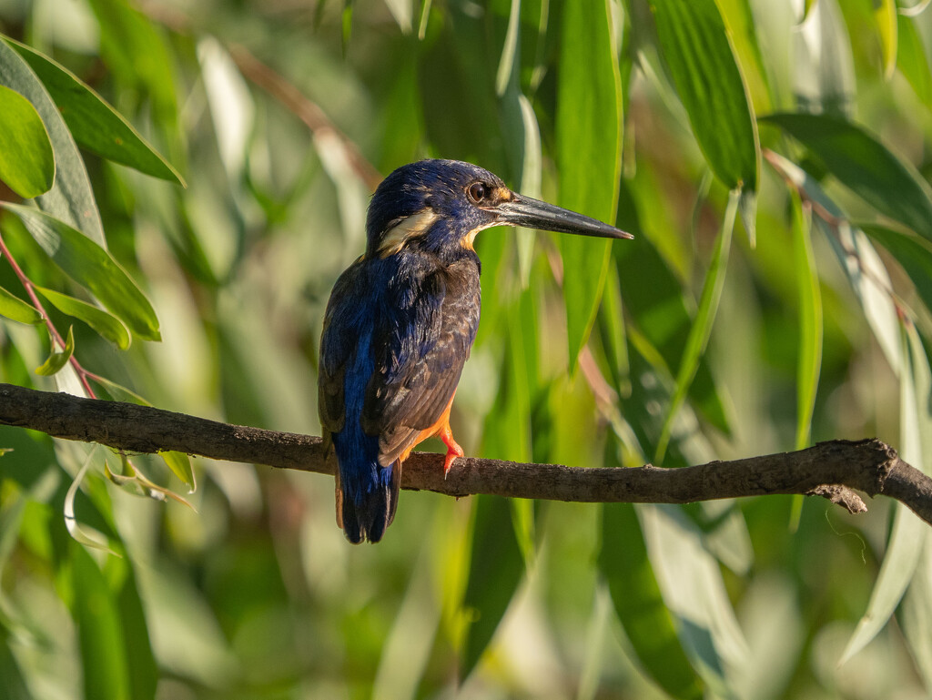 Azure Kingfisher by gosia