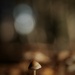 One Week Only - Bokeh by phil_sandford