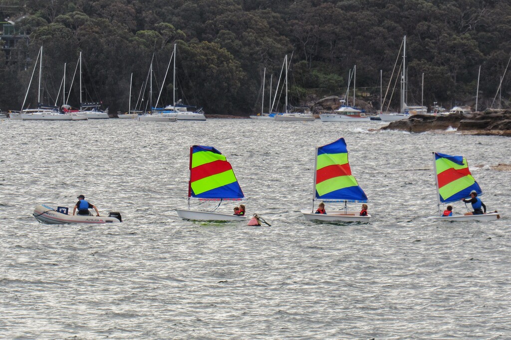 Sailing school. Sydney Harbour at Manly.  by johnfalconer