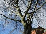 4th Nov 2022 - Beech Branches and blue sky..