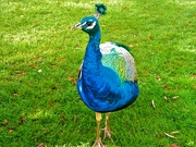 2nd Nov 2022 - Check out my plumage