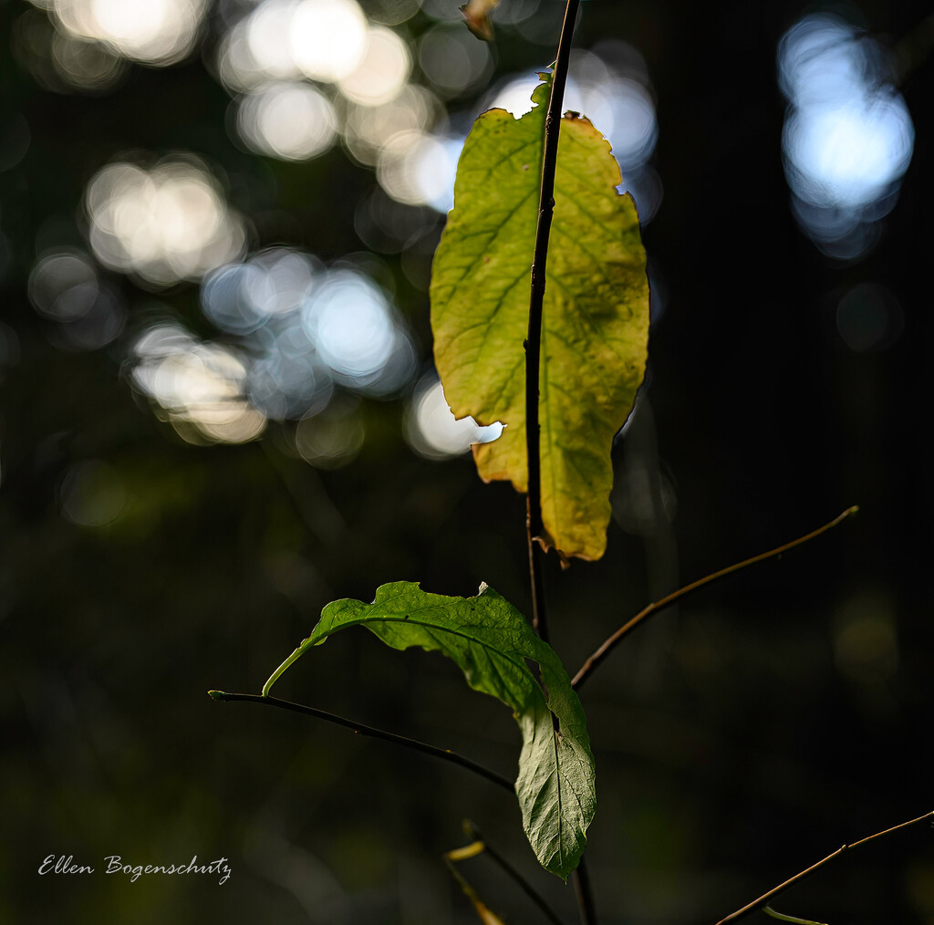 Leaves and Bokeh by theredcamera