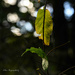 Leaves and Bokeh by theredcamera