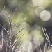 Wild Grass with Dew Drops by gardencat