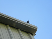 4th Nov 2022 - Bird on Shed Roof 