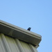 Bird on Shed Roof  by sfeldphotos