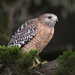 Red Shouldered Hawk by nicoleweg