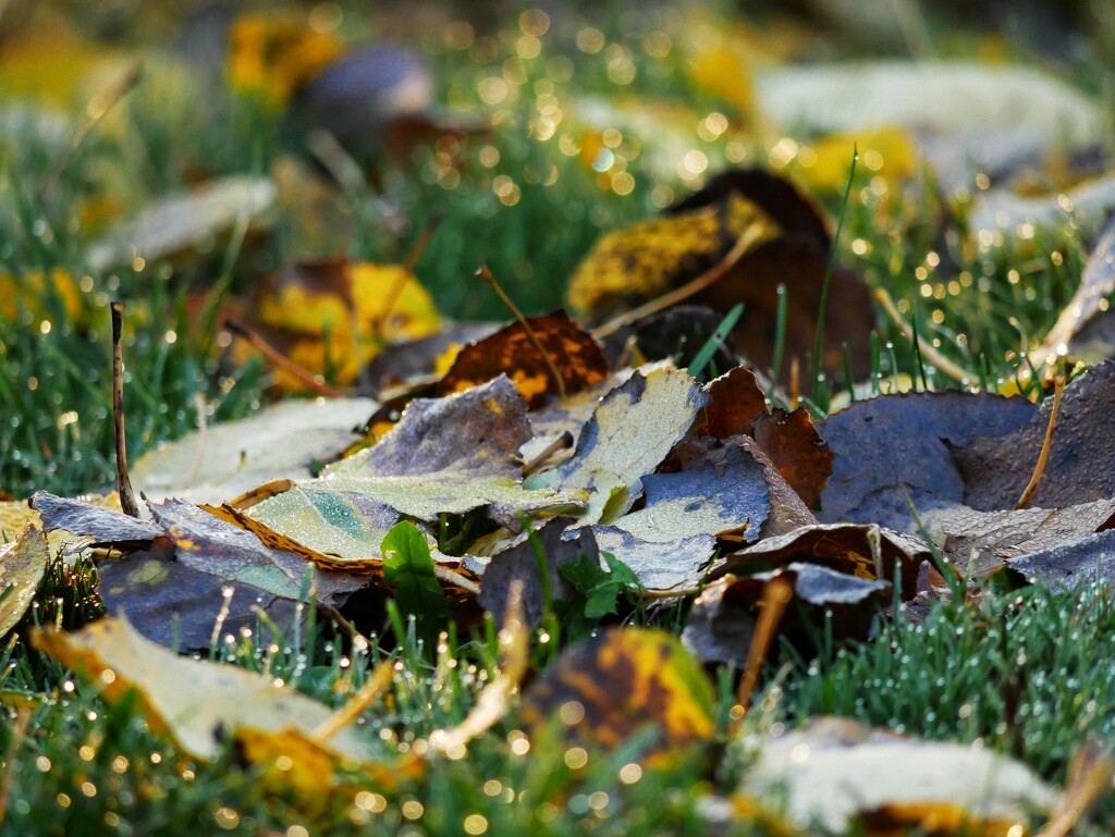 Leaf litter and a heavy dew by ljmanning