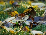 4th Nov 2022 - Leaf litter and a heavy dew