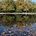 Blue sky, reflections and autumn leaves on the water. Nature keeps giving by 365jgh