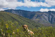 12th Aug 2022 - Joni in the Yukon Wilderness