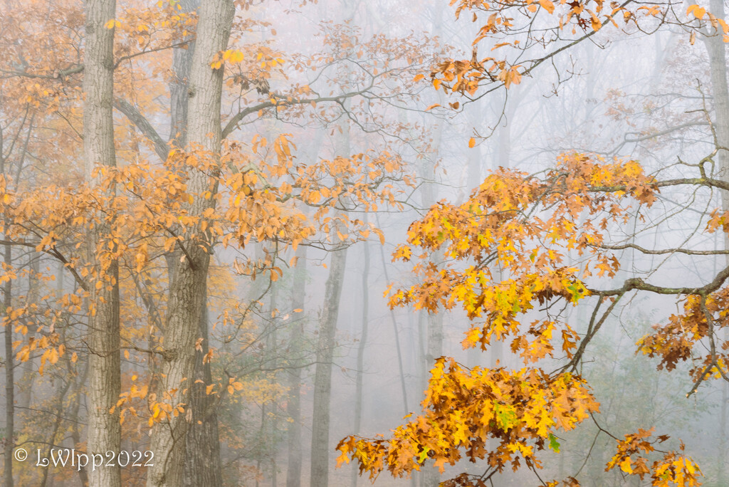 Foggy Fall  by lesip