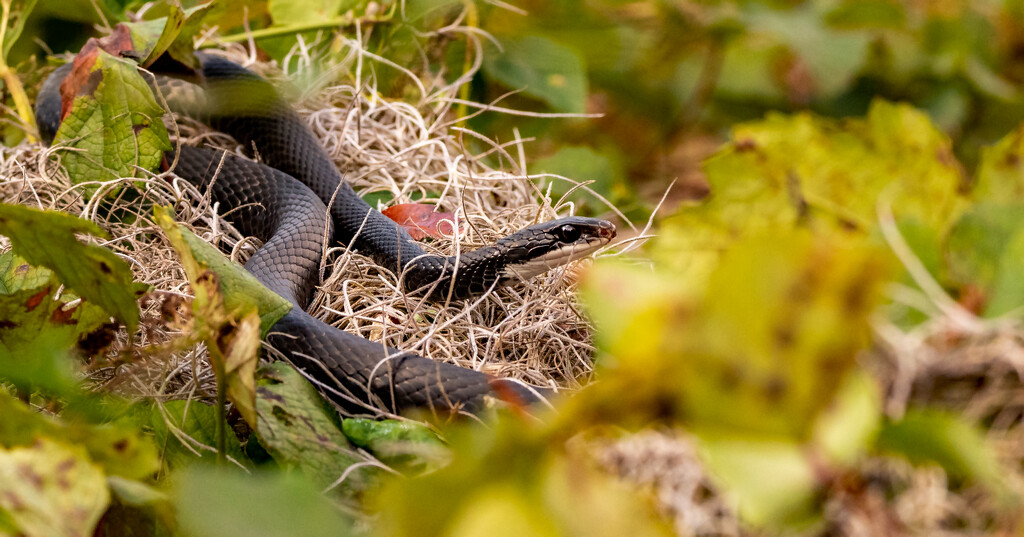 Black Snake-Good Snake! by rickster549