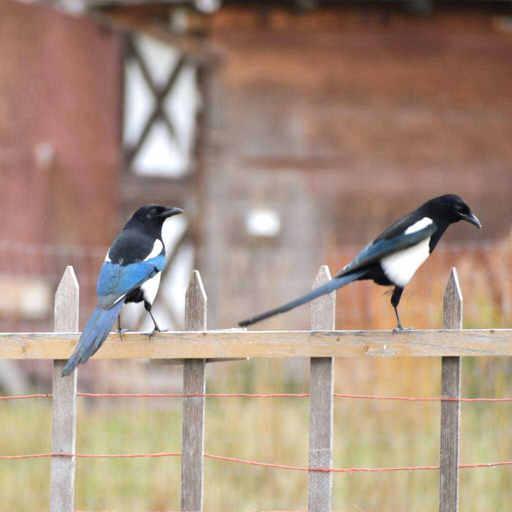 Magpie Visitors by bjywamer