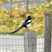 31st Oct 2022 - Another Magpie