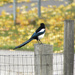 Another Magpie by bjywamer