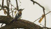 4th Nov 2022 - hairy woodpecker 