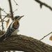 hairy woodpecker 