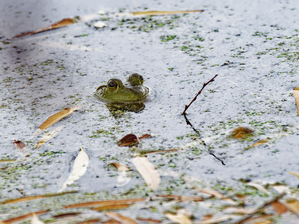 frog 30_DxO by rminer