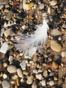 4th Nov 2022 - white feather