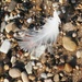 white feather by edorreandresen