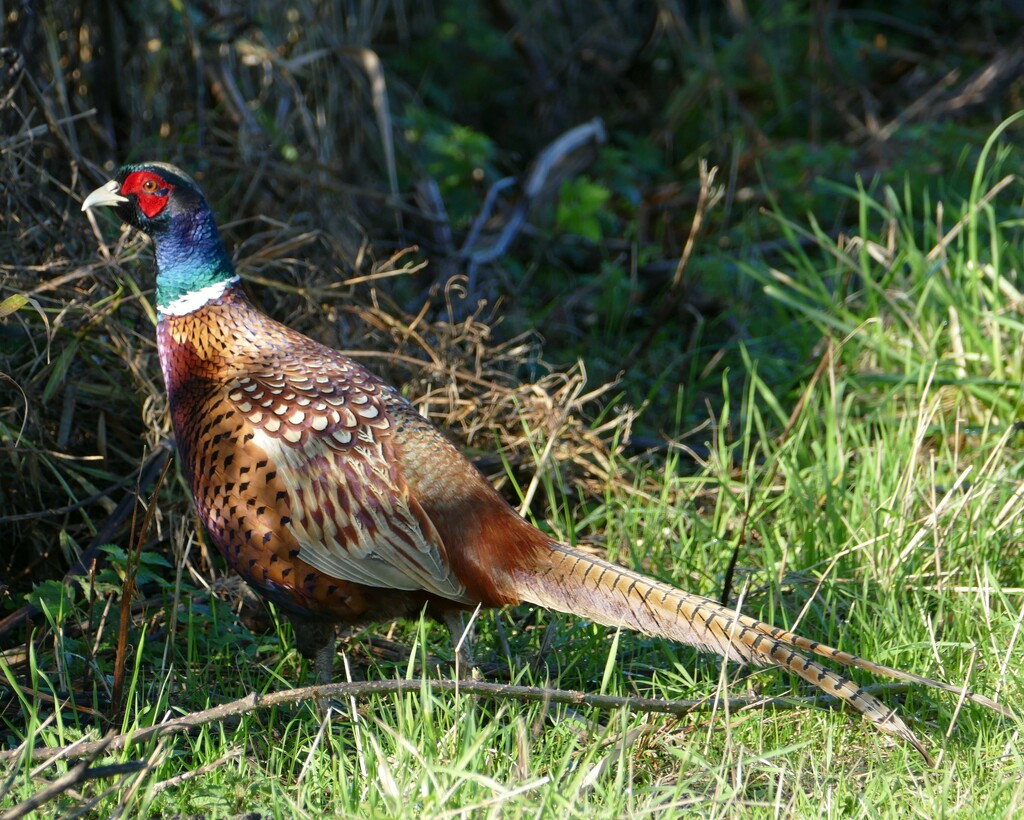 a plucky pheasant by cam365pix