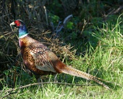 4th Nov 2022 - a plucky pheasant